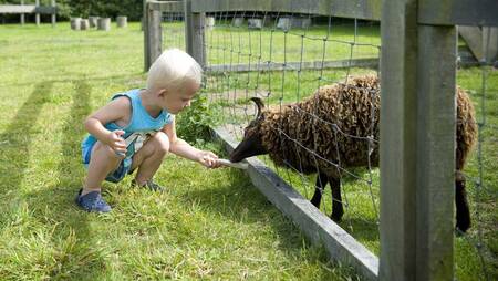 A boy with a sheep in the animal pasture of holiday park Molecaten Park Wijde Blick